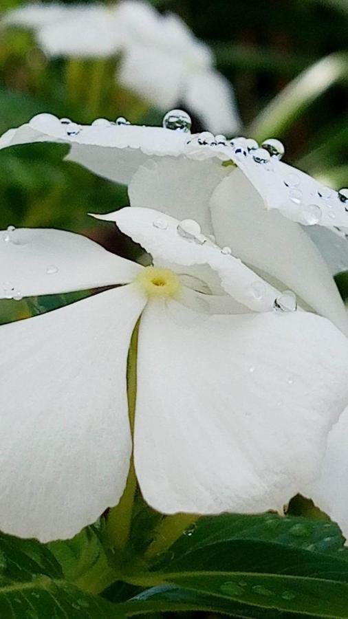 Ti Coin De Paradis Ylang Ylang Le Diamant Exterior foto